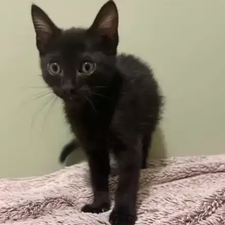 Tango