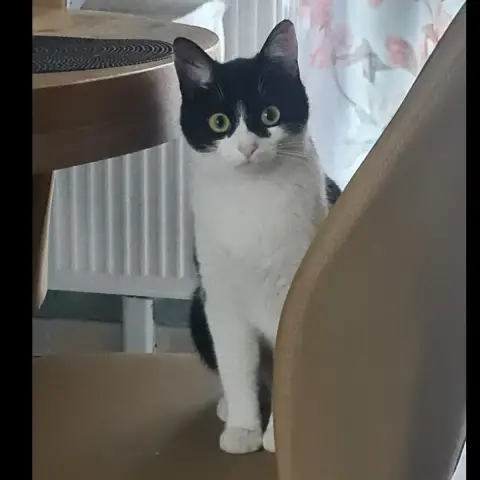 Cora