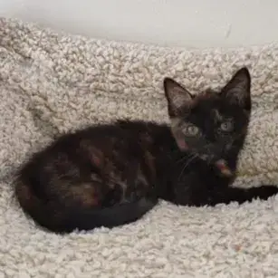 Bindi