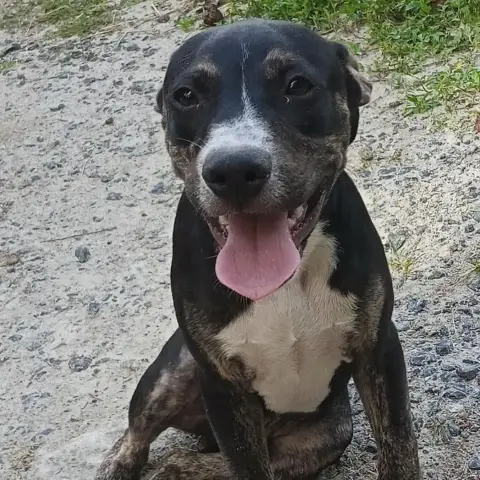 Darwin