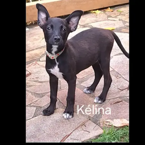 Kelina photo 3