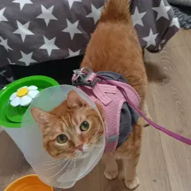 Kitty