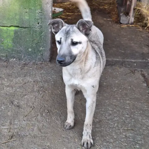 Vulca