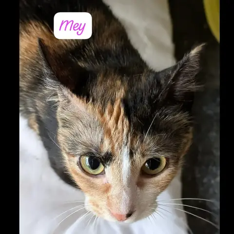 Mey