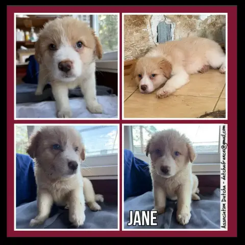 Jane