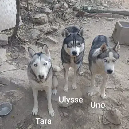 Ulysse