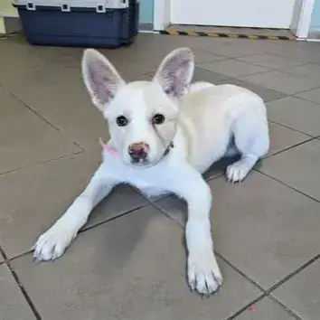 Albus
