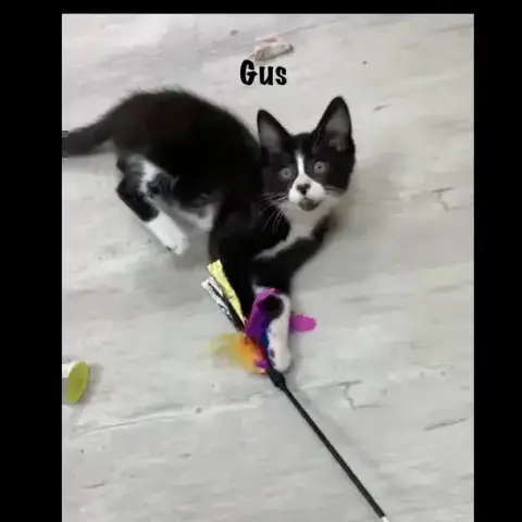 Gus