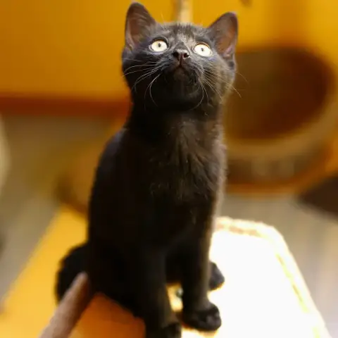 Floppi