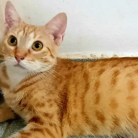 ✨️ Dory ✨️ 🐱