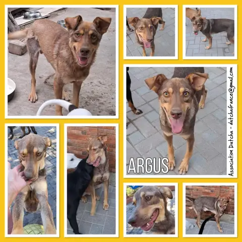 Argus