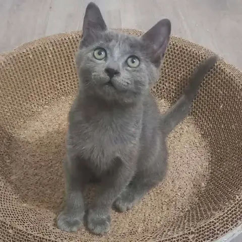 Chipie