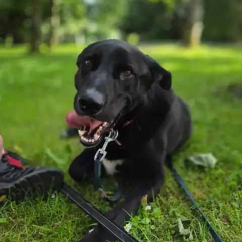Nacho