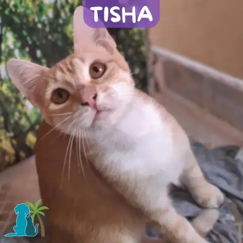 Tisha