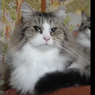 Ornélia photo 3