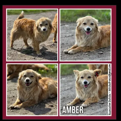 Amber