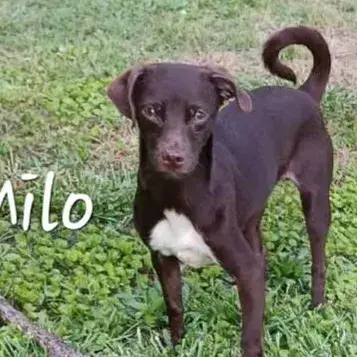 Milo