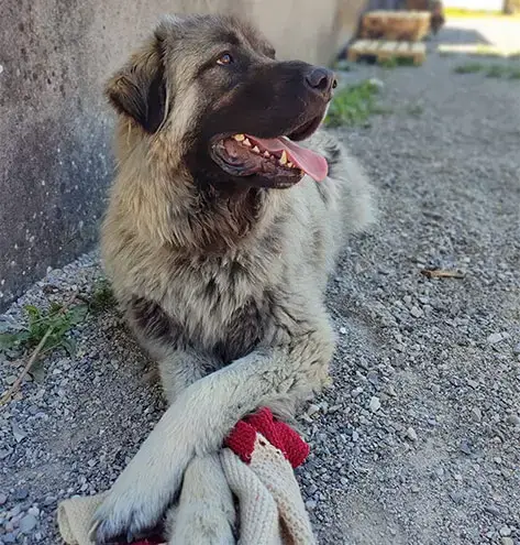 Sam