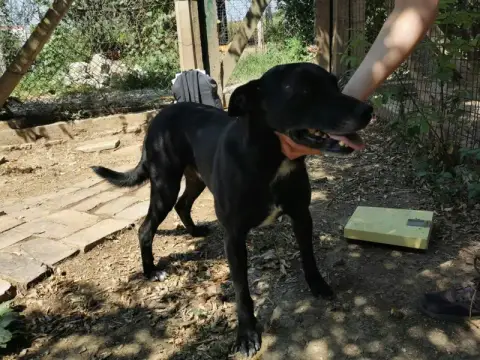 Chico