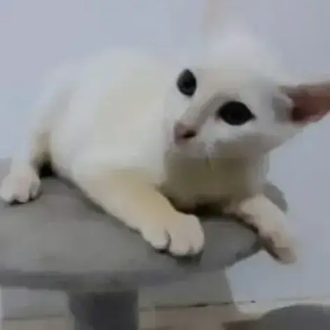 ✨️ Zephyr ✨️ 🐱 photo 3