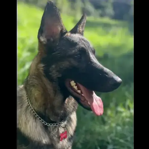 Rambo