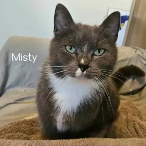 Misty