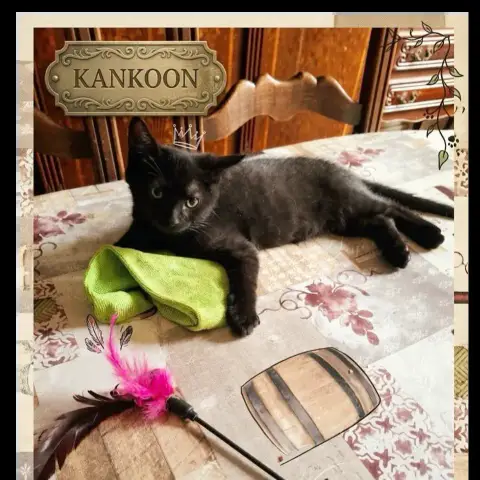 Kankoon