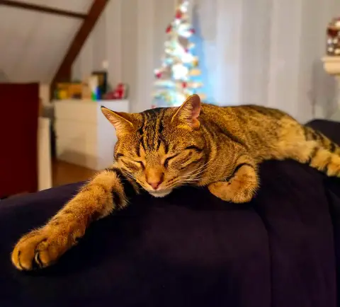Simba photo 3