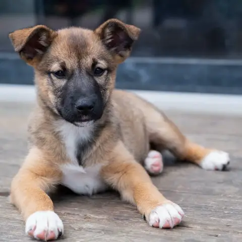 Bella