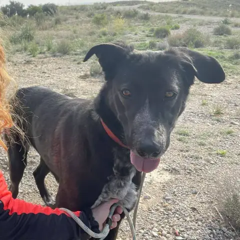 Estrella photo 2