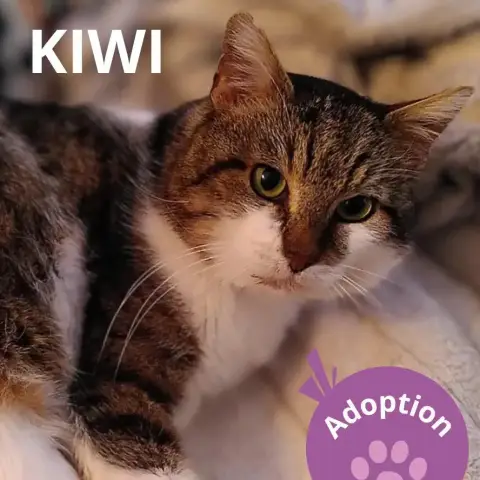 Kiwi