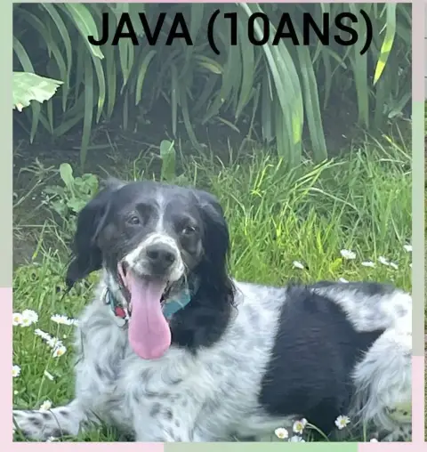 Java