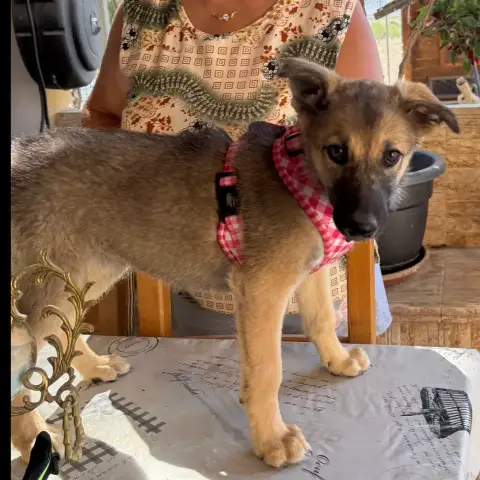 Freya