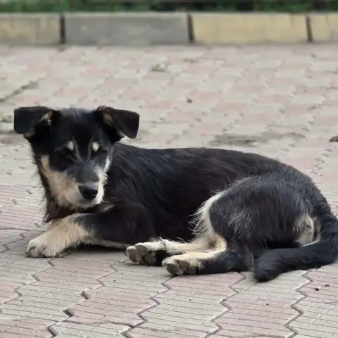 Zorro