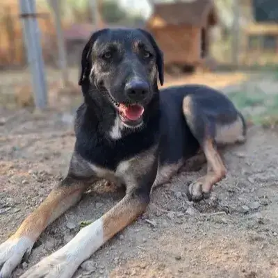 Pepita