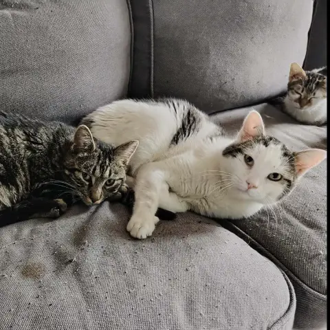 Asgard Et Azrael