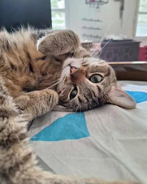 Cléo