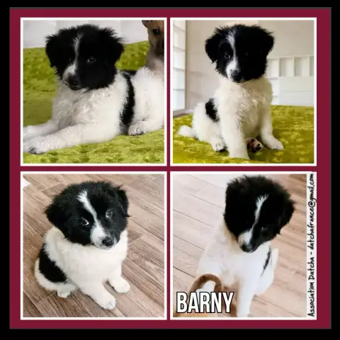 Barny