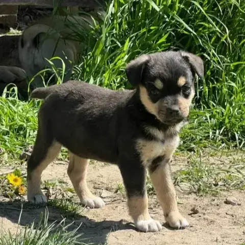 Maggie