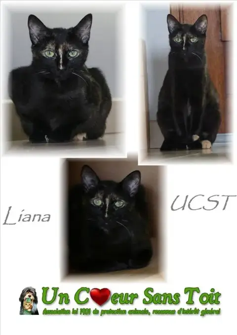 Liana