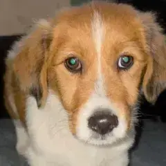 Caramel