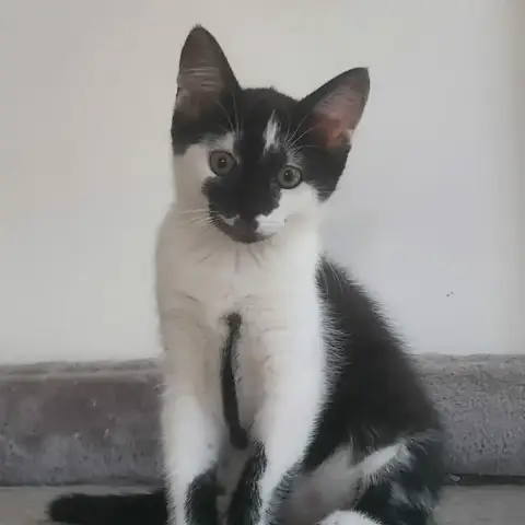 Suki