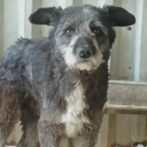 Scruffy photo 3