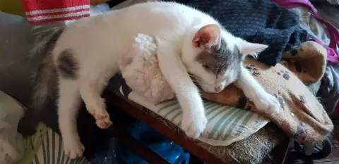 Julio