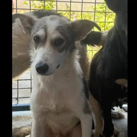 Dobby
