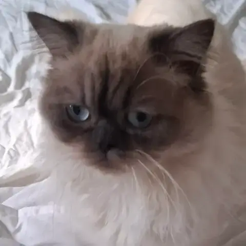 Romeo