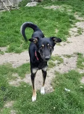 Loki