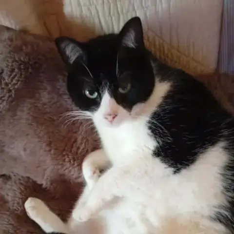 Felix
