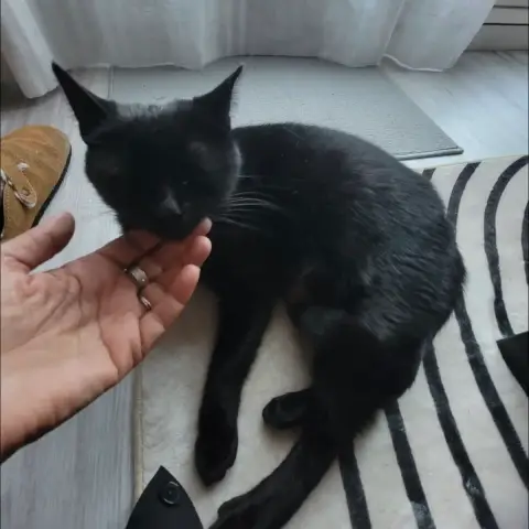 Nyxie photo 2