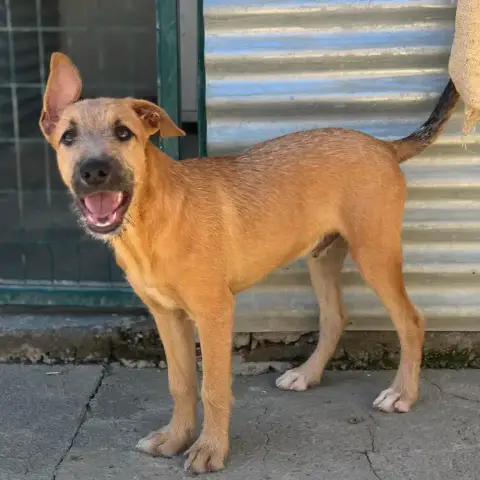 Bart